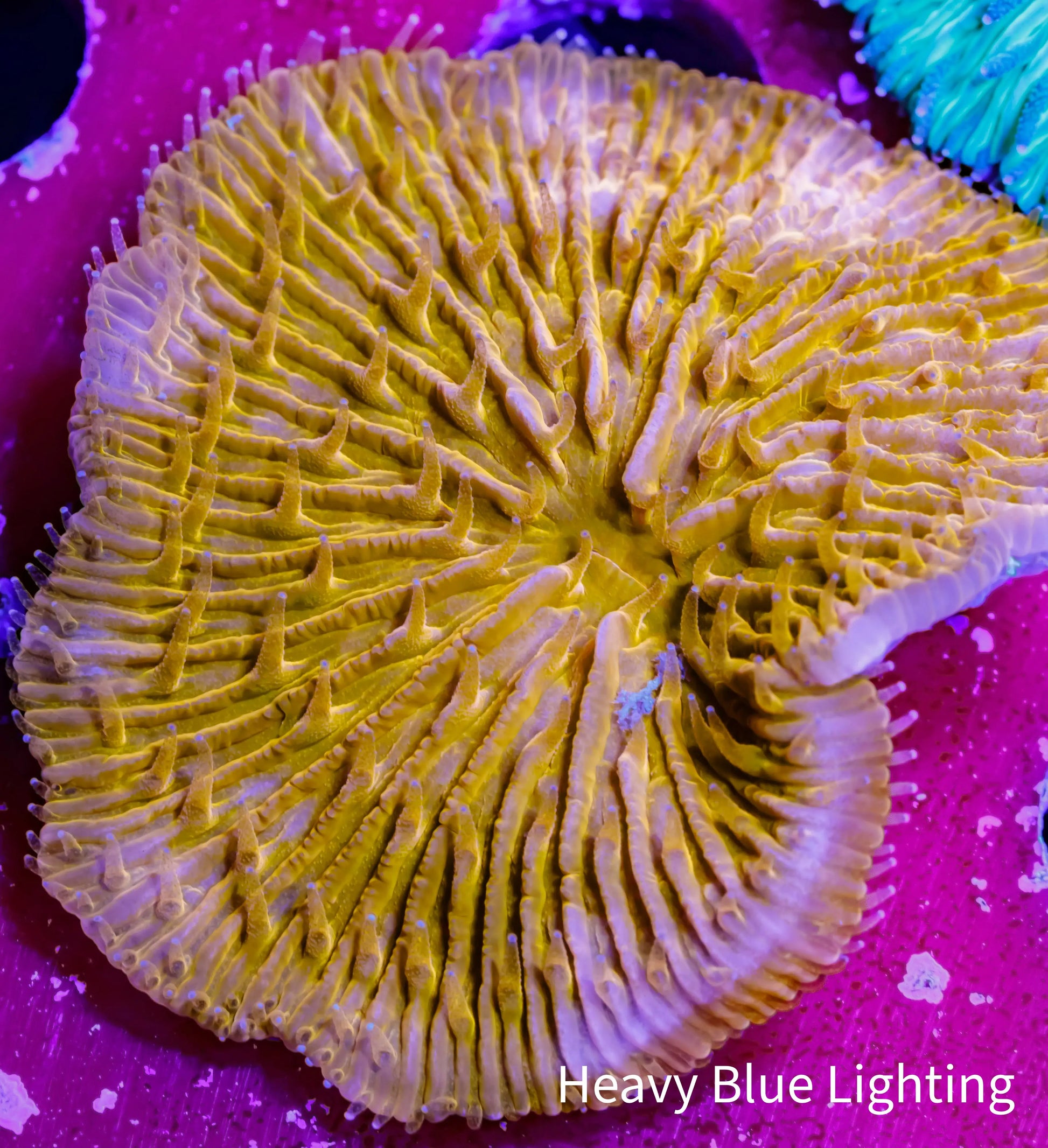 Disc Coral-  Fungia Coral  WYSIWYG 3cm Disc Coral-  Fungia Coral  WYSIWYG 3cm LPS Disc Coral-  Fungia Coral  WYSIWYG 3cm Zeo Box Reef