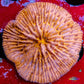 Disc Coral-  Fungia Coral  WYSIWYG 3cm Disc Coral-  Fungia Coral  WYSIWYG 3cm LPS Disc Coral-  Fungia Coral  WYSIWYG 3cm Zeo Box Reef