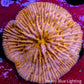 Disc Coral-  Fungia Coral  WYSIWYG 3cm Disc Coral-  Fungia Coral  WYSIWYG 3cm LPS Disc Coral-  Fungia Coral  WYSIWYG 3cm Zeo Box Reef