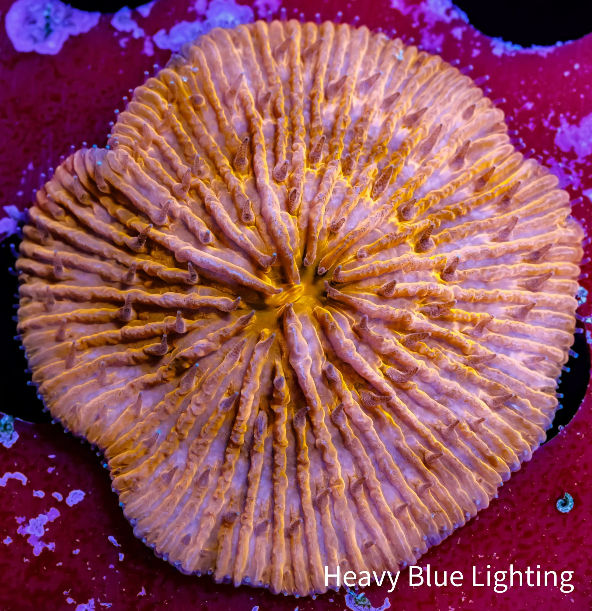 Disc Coral-  Fungia Coral  WYSIWYG 3cm Disc Coral-  Fungia Coral  WYSIWYG 3cm LPS Disc Coral-  Fungia Coral  WYSIWYG 3cm Zeo Box Reef