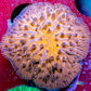 Disc Coral-  Orange Fungia Coral  WYSIWYG 2cm Disc Coral-  Orange Fungia Coral  WYSIWYG 2cm LPS Disc Coral-  Orange Fungia Coral  WYSIWYG 2cm Zeo Box Reef