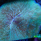 Disc Coral- Fungia Coral  10cm WYSIWYG B1M Disc Coral- Fungia Coral  10cm WYSIWYG B1M LPS Disc Coral- Fungia Coral  10cm WYSIWYG B1M Zeo Box Reef