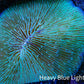 Disc Coral- Fungia Coral  10cm WYSIWYG B1M Disc Coral- Fungia Coral  10cm WYSIWYG B1M LPS Disc Coral- Fungia Coral  10cm WYSIWYG B1M Zeo Box Reef