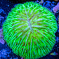 Disc Coral-  Fungia Coral  WYSIWYG 2.5cm Disc Coral-  Fungia Coral  WYSIWYG 2.5cm LPS Disc Coral-  Fungia Coral  WYSIWYG 2.5cm Zeo Box Reef
