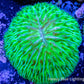 Disc Coral-  Fungia Coral  WYSIWYG 2.5cm Disc Coral-  Fungia Coral  WYSIWYG 2.5cm LPS Disc Coral-  Fungia Coral  WYSIWYG 2.5cm Zeo Box Reef