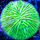 Disc Coral-  Fungia Coral  WYSIWYG 2cm Disc Coral-  Fungia Coral  WYSIWYG 2cm LPS Disc Coral-  Fungia Coral  WYSIWYG 2cm Zeo Box Reef