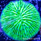 Disc Coral-  Fungia Coral  WYSIWYG 2cm Disc Coral-  Fungia Coral  WYSIWYG 2cm LPS Disc Coral-  Fungia Coral  WYSIWYG 2cm Zeo Box Reef