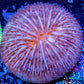 Disc Coral- Fungia Coral  WYSIWYG 2cm Disc Coral- Fungia Coral  WYSIWYG 2cm LPS Disc Coral- Fungia Coral  WYSIWYG 2cm Zeo Box Reef