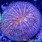 Disc Coral- Fungia Coral  WYSIWYG 2cm Disc Coral- Fungia Coral  WYSIWYG 2cm LPS Disc Coral- Fungia Coral  WYSIWYG 2cm Zeo Box Reef