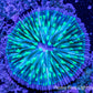 Disc Coral- Green Fungia Coral  2.5cm Disc Coral- Green Fungia Coral  2.5cm LPS Disc Coral- Green Fungia Coral  2.5cm Zeo Box Reef