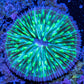 Disc Coral- Green Fungia Coral  2.5cm Disc Coral- Green Fungia Coral  2.5cm LPS Disc Coral- Green Fungia Coral  2.5cm Zeo Box Reef