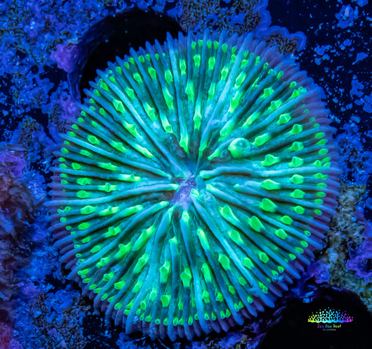 Disc Coral- Green Fungia Coral  2.5cm Disc Coral- Green Fungia Coral  2.5cm LPS Disc Coral- Green Fungia Coral  2.5cm Zeo Box Reef