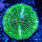 Disc Coral- Green Fungia Coral  3cm Disc Coral- Green Fungia Coral  3cm LPS Disc Coral- Green Fungia Coral  3cm Zeo Box Reef