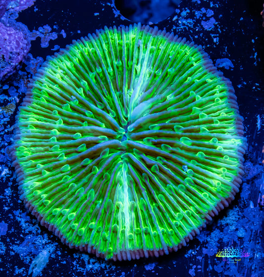 Disc Coral- Green Fungia Coral  3cm Disc Coral- Green Fungia Coral  3cm LPS Disc Coral- Green Fungia Coral  3cm Zeo Box Reef