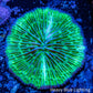Disc Coral- Green Fungia Coral  3cm Disc Coral- Green Fungia Coral  3cm LPS Disc Coral- Green Fungia Coral  3cm Zeo Box Reef