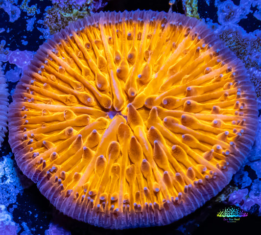 Disc Coral- Orange Fungia Coral  2.5cm Disc Coral- Orange Fungia Coral  2.5cm LPS Disc Coral- Orange Fungia Coral  2.5cm Zeo Box Reef