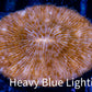 Disc Coral- Orange Fungia Coral  6cm WYSIWYG Disc Coral- Orange Fungia Coral  6cm WYSIWYG LPS Disc Coral- Orange Fungia Coral  6cm WYSIWYG Zeo Box Reef