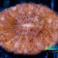 Disc Coral- Orange Fungia Coral  6cm WYSIWYG Disc Coral- Orange Fungia Coral  6cm WYSIWYG LPS Disc Coral- Orange Fungia Coral  6cm WYSIWYG Zeo Box Reef