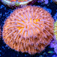 Disc Coral- Orange Fungia Coral  WYSIWYG 2cm Disc Coral- Orange Fungia Coral  WYSIWYG 2cm LPS Disc Coral- Orange Fungia Coral  WYSIWYG 2cm Zeo Box Reef