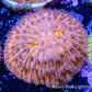 Disc Coral- Orange Fungia Coral  WYSIWYG 2cm Disc Coral- Orange Fungia Coral  WYSIWYG 2cm LPS Disc Coral- Orange Fungia Coral  WYSIWYG 2cm Zeo Box Reef