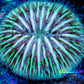 Disc Coral- Ultra Fungia Coral  2cm WYSIWYG A2R2B2 Disc Coral- Ultra Fungia Coral  2cm WYSIWYG A2R2B2 LPS Disc Coral- Ultra Fungia Coral  2cm WYSIWYG A2R2B2 Zeo Box Reef