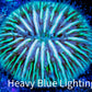 Disc Coral- Ultra Fungia Coral  2cm WYSIWYG A2R2B2 Disc Coral- Ultra Fungia Coral  2cm WYSIWYG A2R2B2 LPS Disc Coral- Ultra Fungia Coral  2cm WYSIWYG A2R2B2 Zeo Box Reef