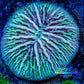 Disc Coral- Ultra Fungia Coral  2cm WYSIWYG A3R2B2 Disc Coral- Ultra Fungia Coral  2cm WYSIWYG A3R2B2 LPS Disc Coral- Ultra Fungia Coral  2cm WYSIWYG A3R2B2 Zeo Box Reef