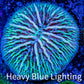 Disc Coral- Ultra Fungia Coral  2cm WYSIWYG A3R2B2 Disc Coral- Ultra Fungia Coral  2cm WYSIWYG A3R2B2 LPS Disc Coral- Ultra Fungia Coral  2cm WYSIWYG A3R2B2 Zeo Box Reef