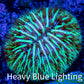 Disc Coral- Ultra Fungia Coral  2cm WYSIWYG A4R2B2 Disc Coral- Ultra Fungia Coral  2cm WYSIWYG A4R2B2 LPS Disc Coral- Ultra Fungia Coral  2cm WYSIWYG A4R2B2 Zeo Box Reef