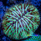Disc Coral- Ultra Fungia Coral  2cm WYSIWYG A4R2B2 Disc Coral- Ultra Fungia Coral  2cm WYSIWYG A4R2B2 LPS Disc Coral- Ultra Fungia Coral  2cm WYSIWYG A4R2B2 Zeo Box Reef