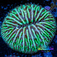Disc Coral- Ultra Fungia Coral  2cm WYSIWYG A6R2B2 Disc Coral- Ultra Fungia Coral  2cm WYSIWYG A6R2B2 LPS Disc Coral- Ultra Fungia Coral  2cm WYSIWYG A6R2B2 Zeo Box Reef