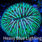 Disc Coral- Ultra Fungia Coral  2cm WYSIWYG A6R2B2 Disc Coral- Ultra Fungia Coral  2cm WYSIWYG A6R2B2 LPS Disc Coral- Ultra Fungia Coral  2cm WYSIWYG A6R2B2 Zeo Box Reef