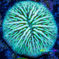 Disc Coral- Ultra Fungia Coral  2cm WYSIWYG Disc Coral- Ultra Fungia Coral  2cm WYSIWYG LPS Disc Coral- Ultra Fungia Coral  2cm WYSIWYG Zeo Box Reef