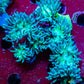 Duncanopsammia - Toxic Green Stem Duncan Coral Colony 6cm Duncanopsammia - Toxic Green Stem Duncan Coral Colony 6cm LPS Duncanopsammia - Toxic Green Stem Duncan Coral Colony 6cm Zeo Box Reef