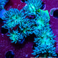 Duncanopsammia - Toxic Green Stem Duncan Coral Colony 6cm Duncanopsammia - Toxic Green Stem Duncan Coral Colony 6cm LPS Duncanopsammia - Toxic Green Stem Duncan Coral Colony 6cm Zeo Box Reef
