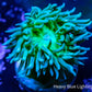 Duncanopsammia Coral- Green Duncan Frag WYSIWYG Duncanopsammia Coral- Green Duncan Frag WYSIWYG LPS Duncanopsammia Coral- Green Duncan Frag WYSIWYG Zeo Box Reef