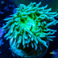 Duncanopsammia Coral- Green Duncan Frag WYSIWYG Duncanopsammia Coral- Green Duncan Frag WYSIWYG LPS Duncanopsammia Coral- Green Duncan Frag WYSIWYG Zeo Box Reef