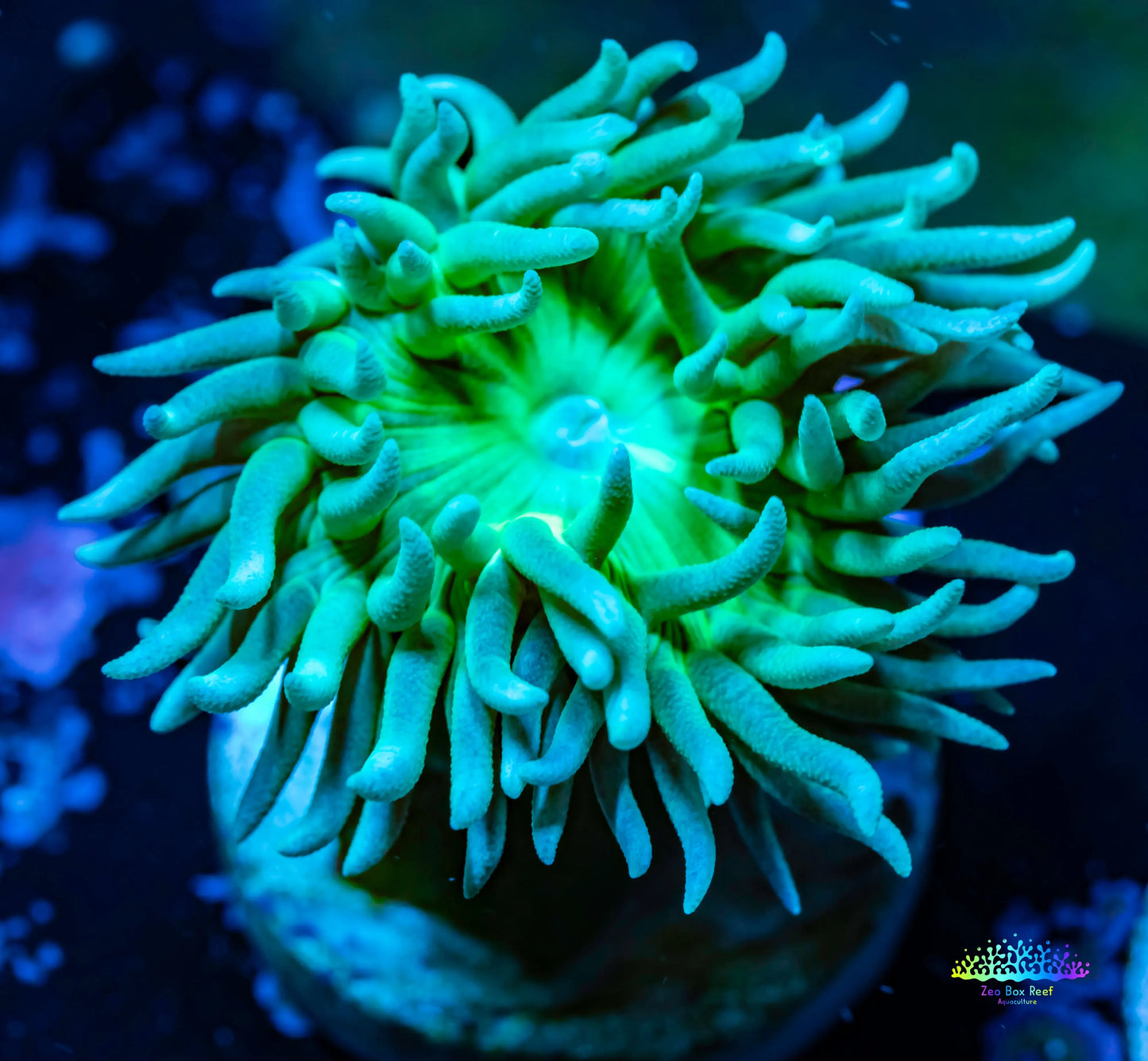 Duncanopsammia Coral- Green Duncan Frag WYSIWYG Duncanopsammia Coral- Green Duncan Frag WYSIWYG LPS Duncanopsammia Coral- Green Duncan Frag WYSIWYG Zeo Box Reef