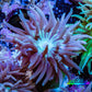 Duncanopsammia Coral- Blue Duncan Frag Duncanopsammia Coral- Blue Duncan Frag LPS Duncanopsammia Coral- Blue Duncan Frag Zeo Box Reef