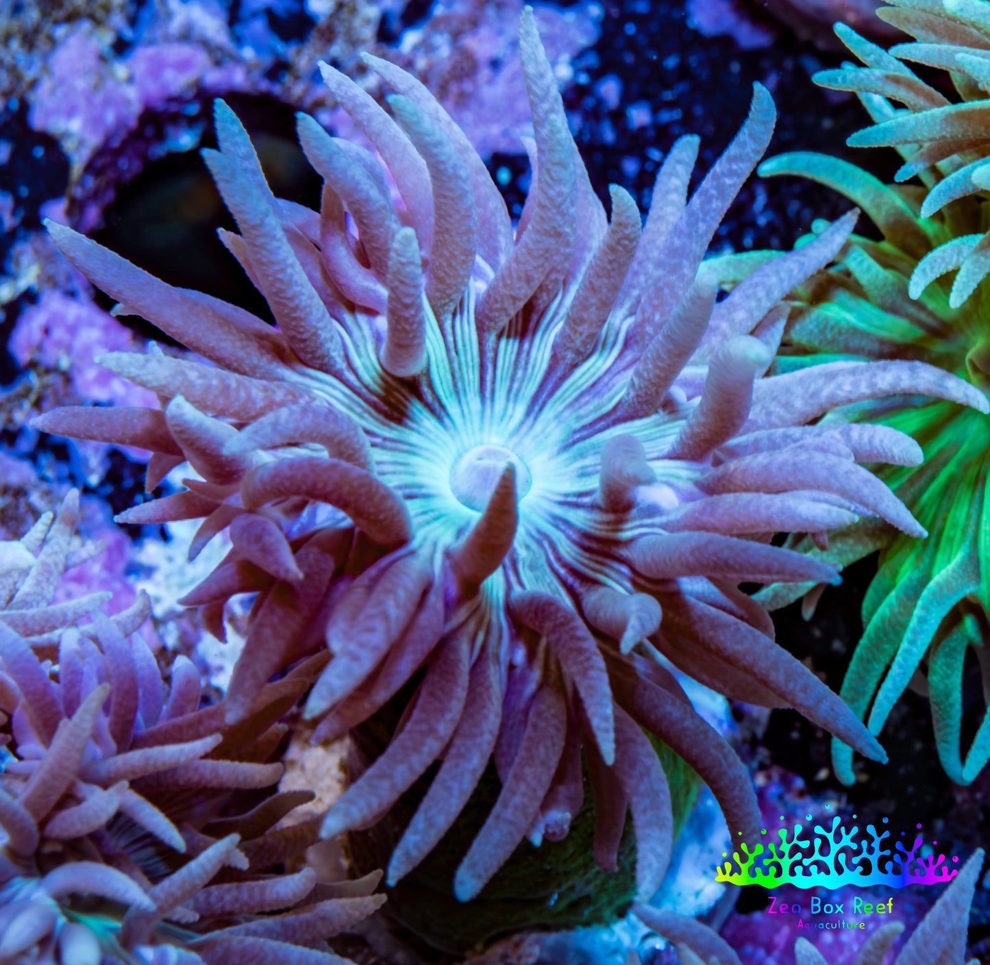 Duncanopsammia Coral- Blue Duncan Frag Duncanopsammia Coral- Blue Duncan Frag LPS Duncanopsammia Coral- Blue Duncan Frag Zeo Box Reef