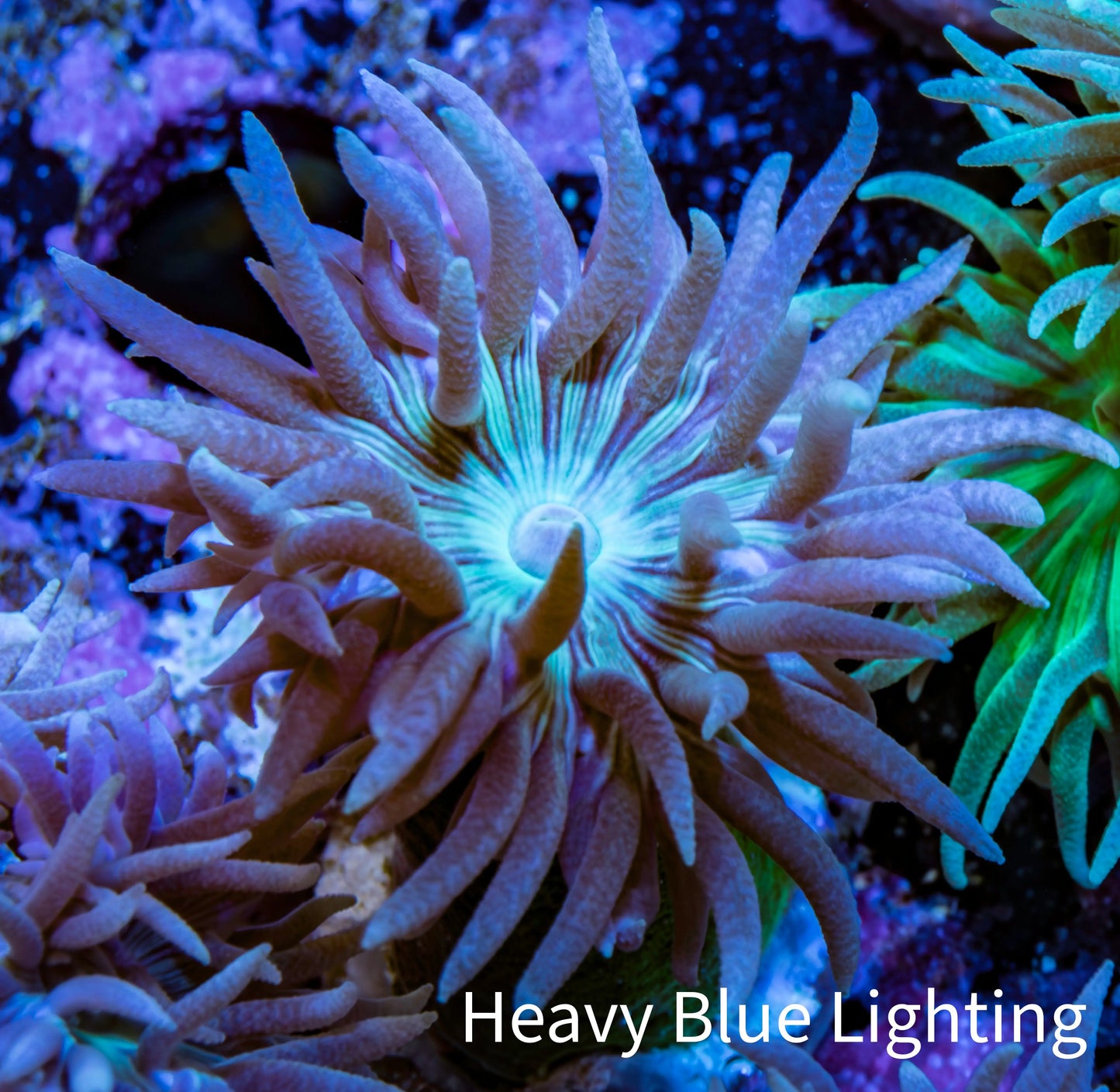 Duncanopsammia Coral- Blue Duncan Frag Duncanopsammia Coral- Blue Duncan Frag LPS Duncanopsammia Coral- Blue Duncan Frag Zeo Box Reef