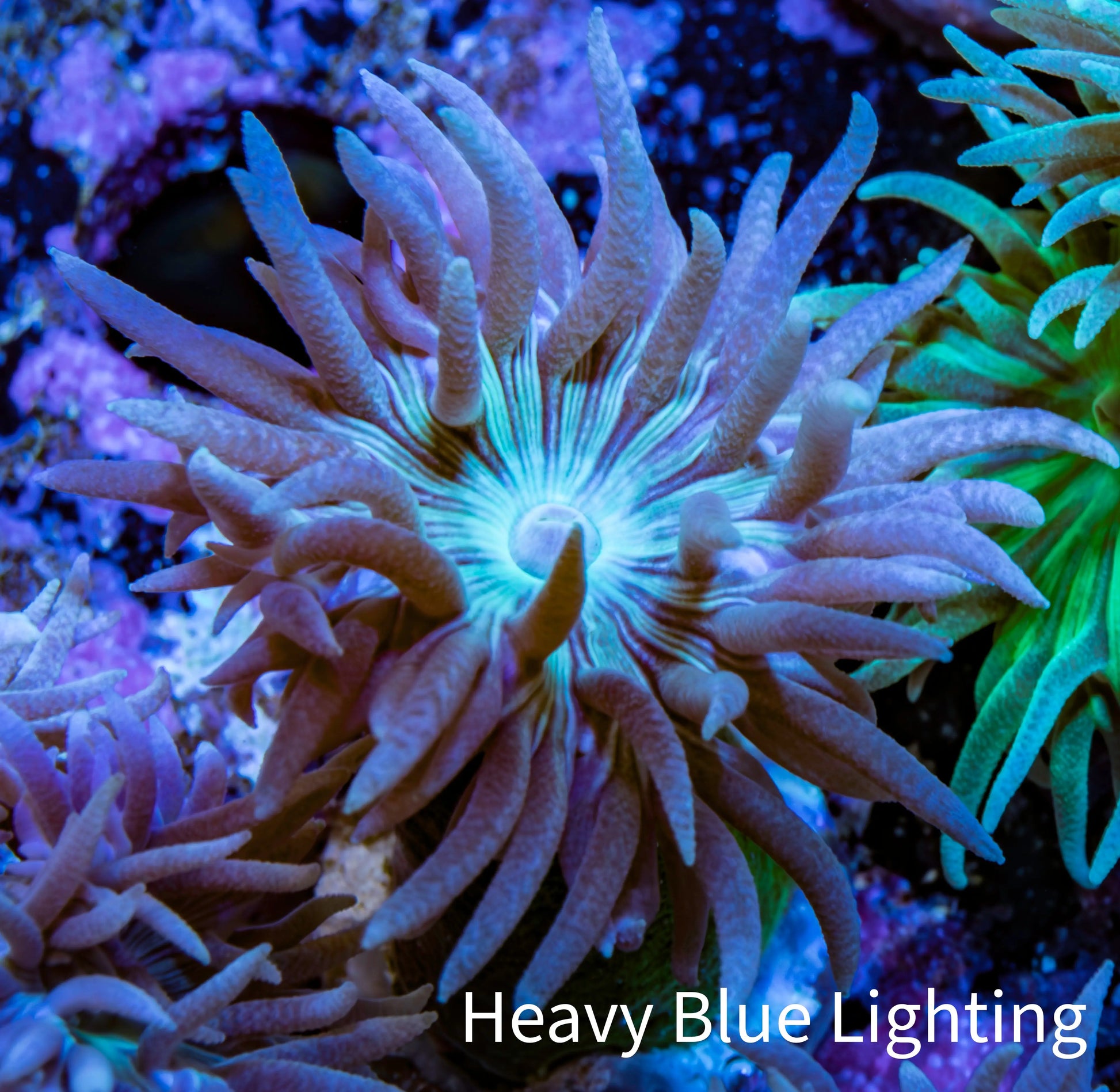 Duncanopsammia Coral- Blue Duncan Frag Duncanopsammia Coral- Blue Duncan Frag LPS Duncanopsammia Coral- Blue Duncan Frag Zeo Box Reef