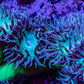Duncanopsammia Coral- Duncan 10cm WYSIWYG Duncanopsammia Coral- Duncan 10cm WYSIWYG LPS Duncanopsammia Coral- Duncan 10cm WYSIWYG Zeo Box Reef