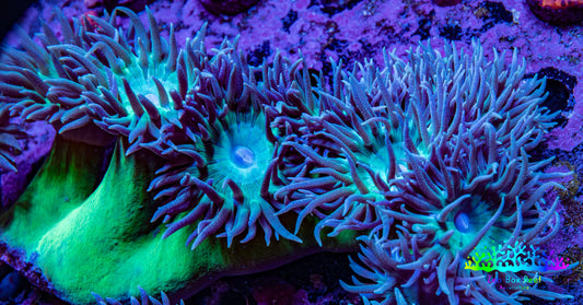 Duncanopsammia Coral- Duncan 10cm WYSIWYG Duncanopsammia Coral- Duncan 10cm WYSIWYG LPS Duncanopsammia Coral- Duncan 10cm WYSIWYG Zeo Box Reef