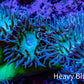 Duncanopsammia Coral- Duncan 10cm WYSIWYG Duncanopsammia Coral- Duncan 10cm WYSIWYG LPS Duncanopsammia Coral- Duncan 10cm WYSIWYG Zeo Box Reef