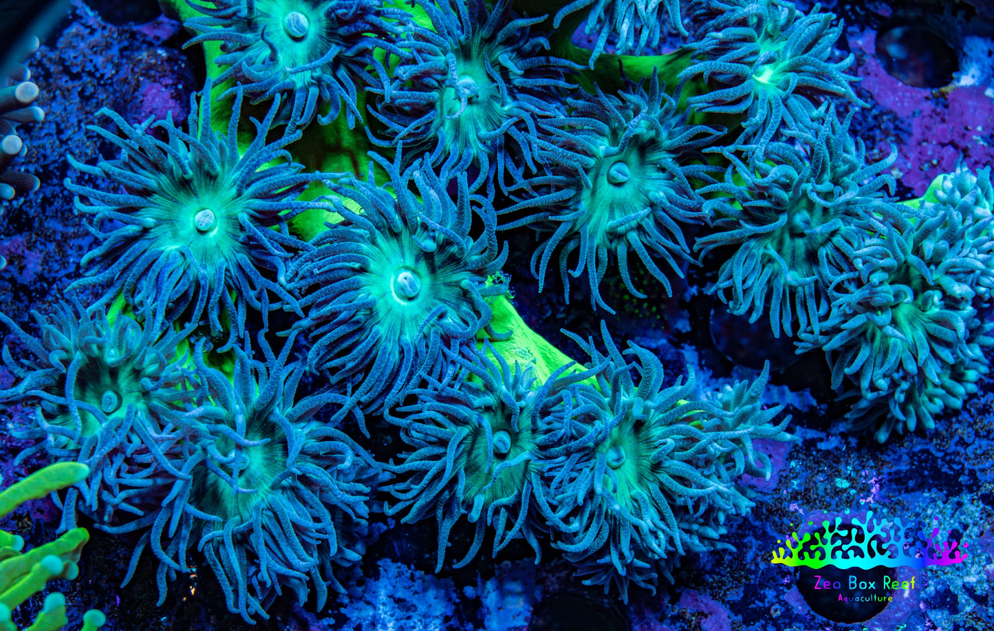 Duncanopsammia Coral- Duncan 13cm WYSIWYG Duncanopsammia Coral- Duncan 13cm WYSIWYG LPS Duncanopsammia Coral- Duncan 13cm WYSIWYG Zeo Box Reef
