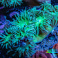 Duncanopsammia Coral- Duncan 7cm WYSIWYG Duncanopsammia Coral- Duncan 7cm WYSIWYG LPS Duncanopsammia Coral- Duncan 7cm WYSIWYG Zeo Box Reef