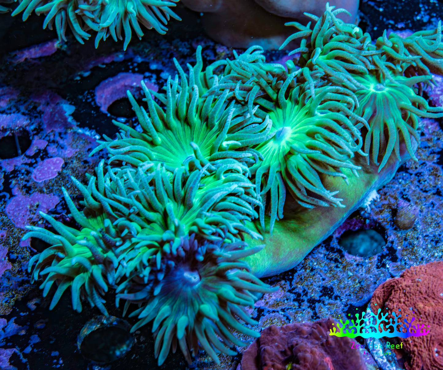 Duncanopsammia Coral- Duncan 7cm WYSIWYG Duncanopsammia Coral- Duncan 7cm WYSIWYG LPS Duncanopsammia Coral- Duncan 7cm WYSIWYG Zeo Box Reef