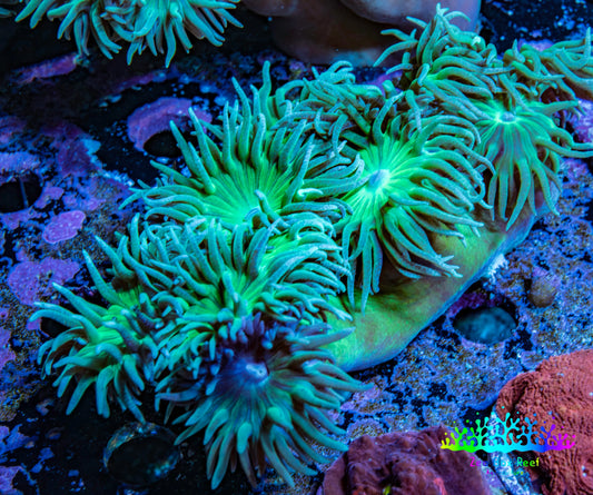 Duncanopsammia Coral- Duncan 7cm WYSIWYG Duncanopsammia Coral- Duncan 7cm WYSIWYG LPS Duncanopsammia Coral- Duncan 7cm WYSIWYG Zeo Box Reef