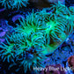 Duncanopsammia Coral- Duncan 7cm WYSIWYG Duncanopsammia Coral- Duncan 7cm WYSIWYG LPS Duncanopsammia Coral- Duncan 7cm WYSIWYG Zeo Box Reef
